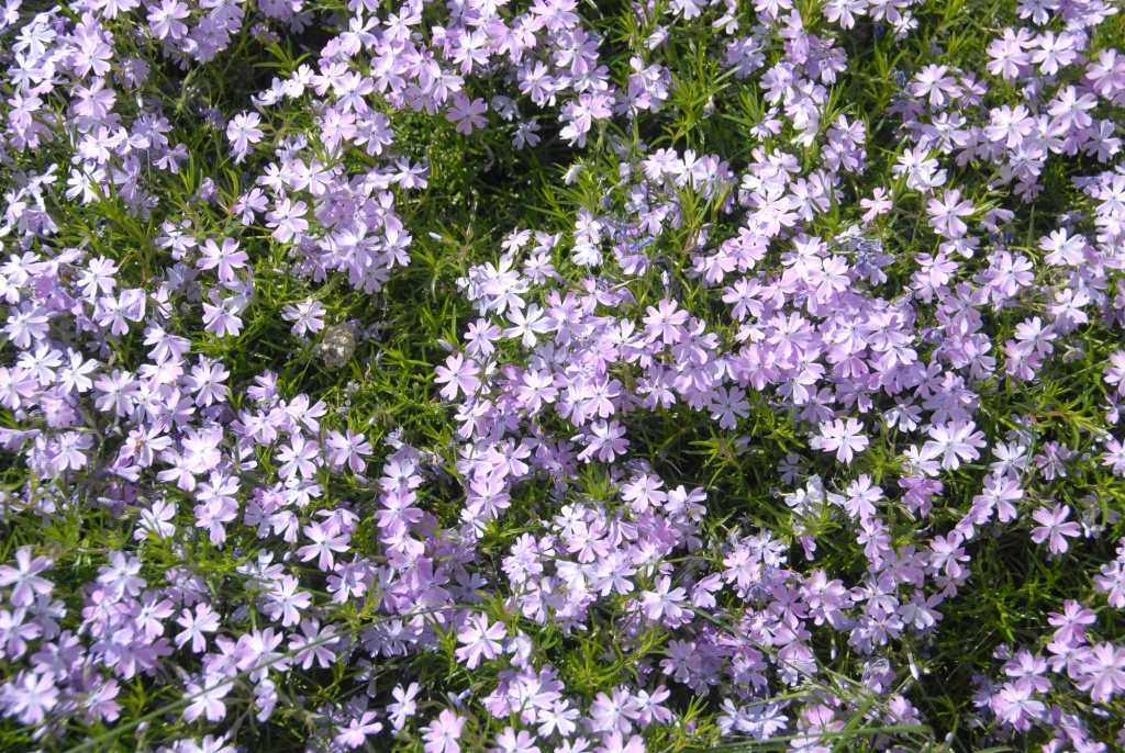 Флокс шиловидный 1.JPG