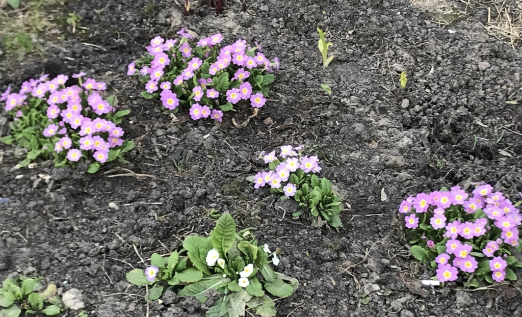 примула в палисаднике.JPG