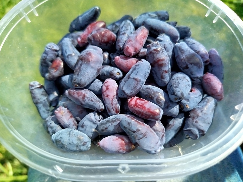 Жимолость Бореал Бьюти 2025.jpg