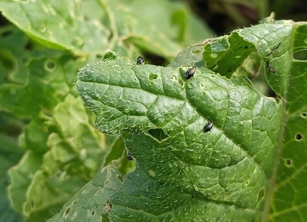 крестоцветная блошка ццц.jpg