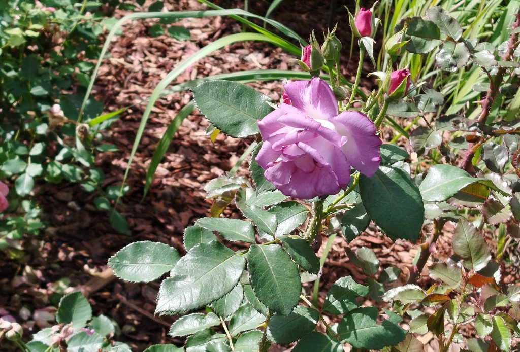 Цветник в августе.jpg