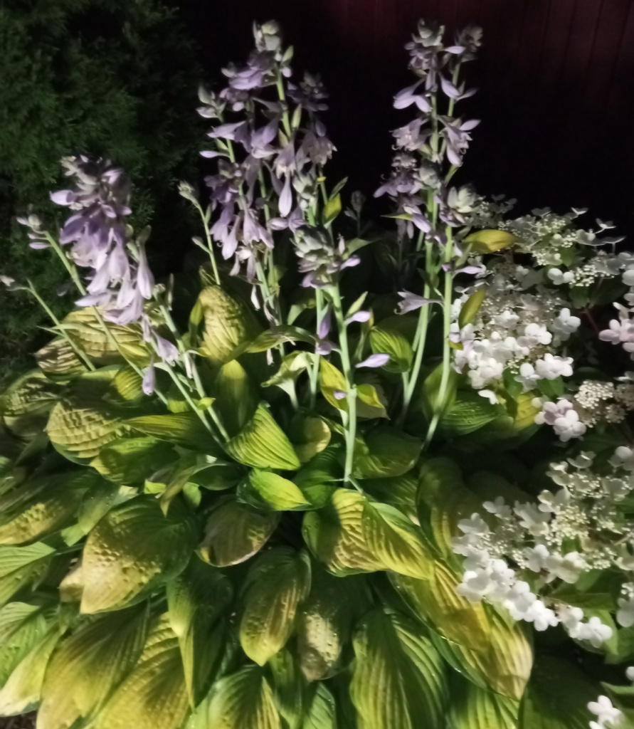 вечерняя подсветка.jpg