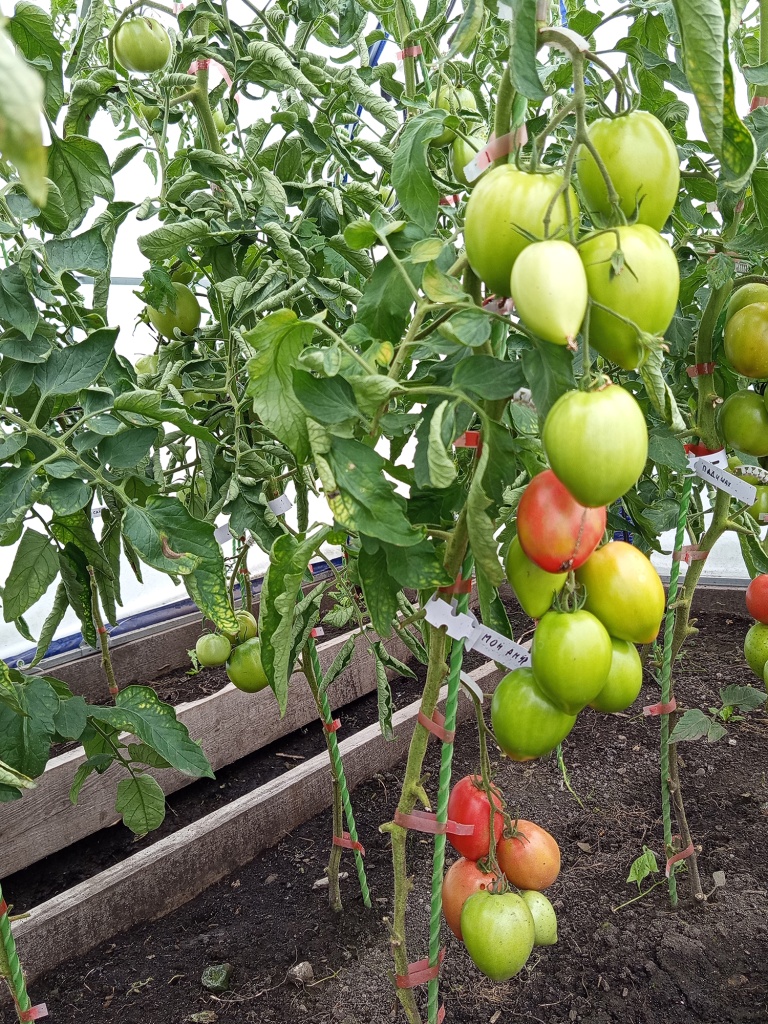 Плоды висят гроздьями.jpg