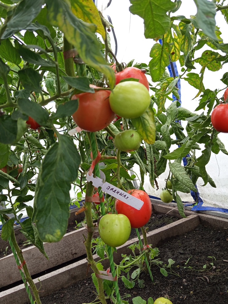 Розовые помидоры выглядят аппетитно.jpg Розовые помидоры выглядят аппетитно.jpg