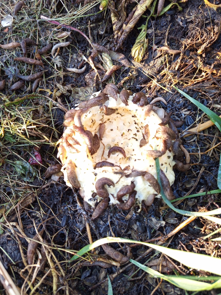 слизни в компосте на патиссоне.jpg