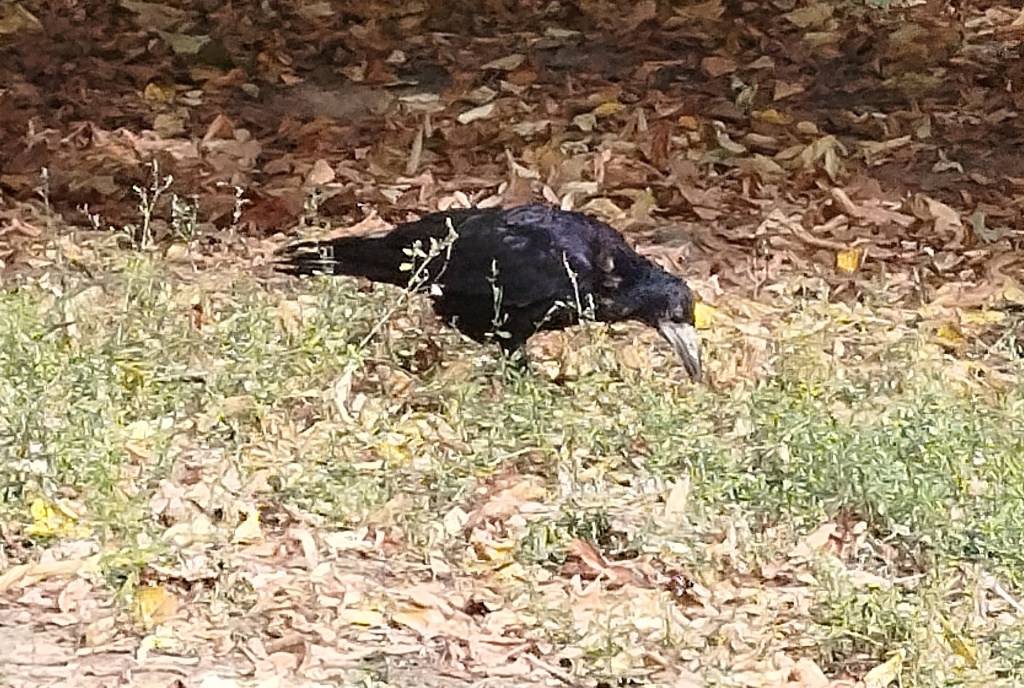 Грач.jpg Грач.jpg