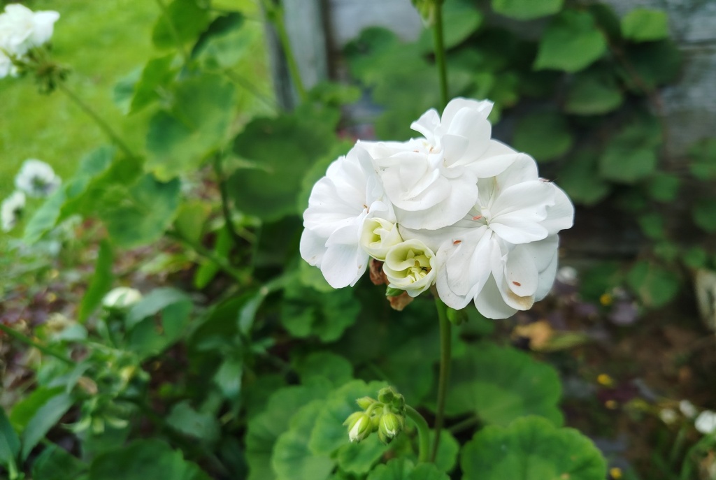 Герань белая.jpg