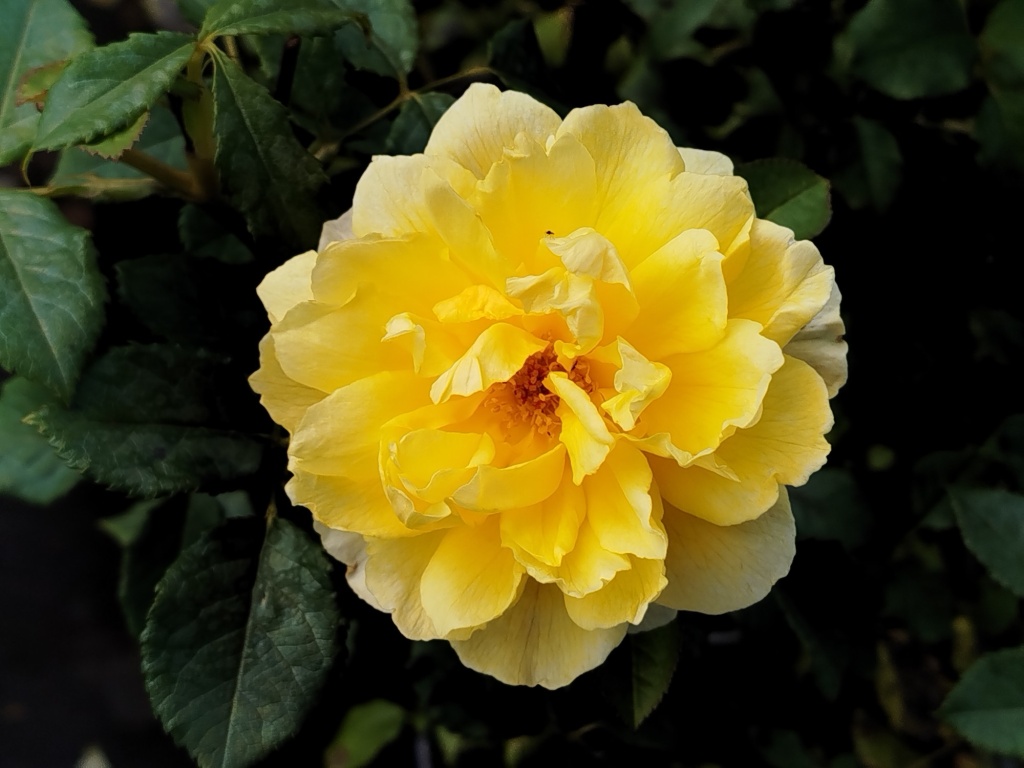 Роза Остина Жена поэта (The Poet's Wife).jpg