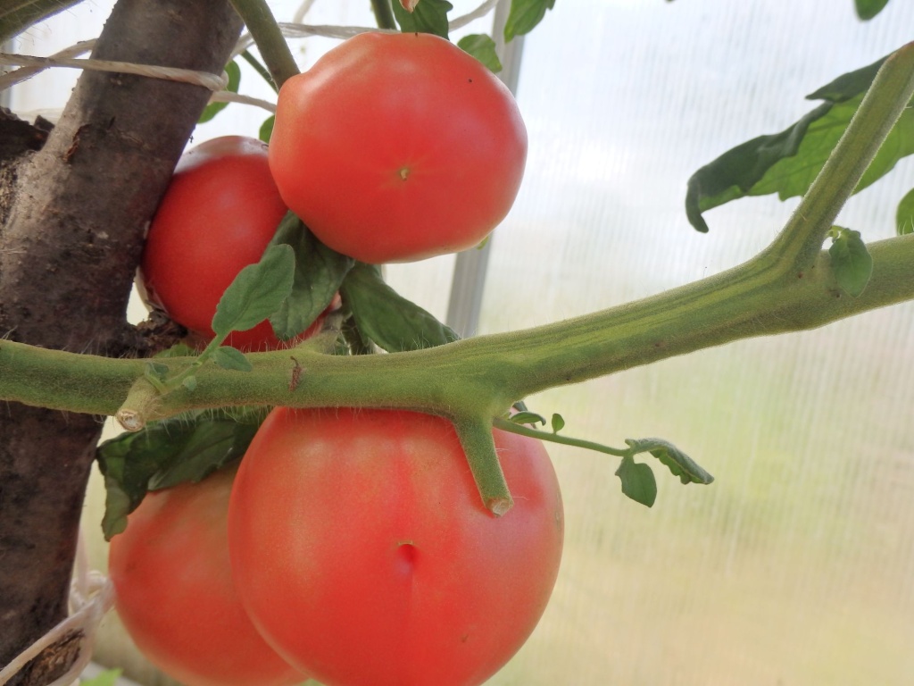 обрывать листья томатов.JPG