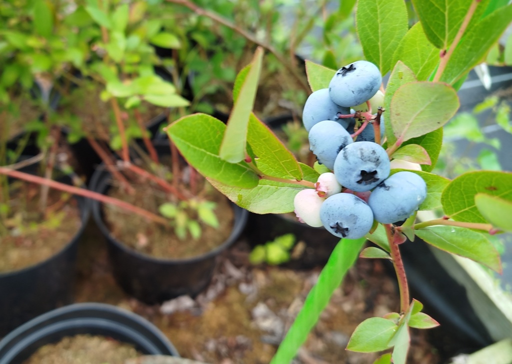 Голубика Либерти.jpg