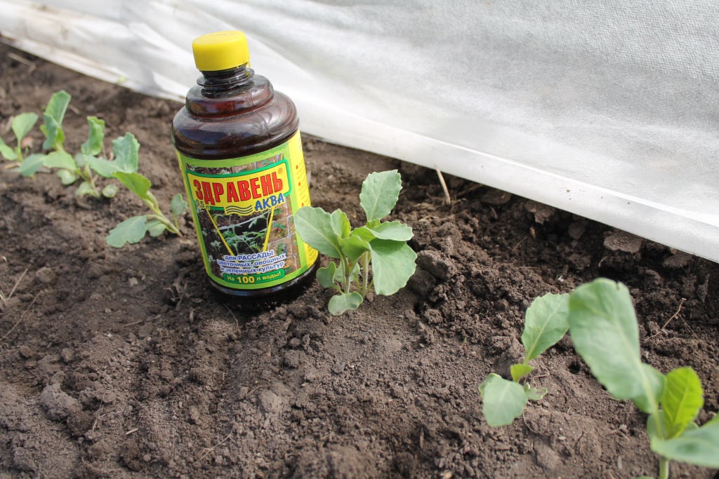 Рассаду полезно подкормить.JPG