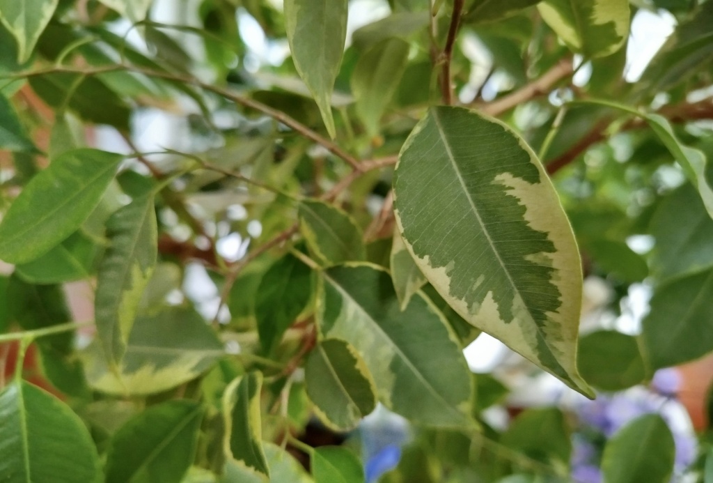 Фикус Бенджамина.jpg