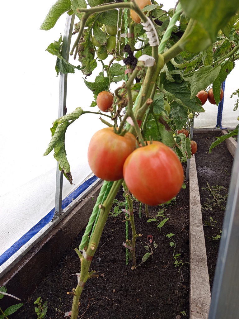 Помидоры зреют на кустах.jpg