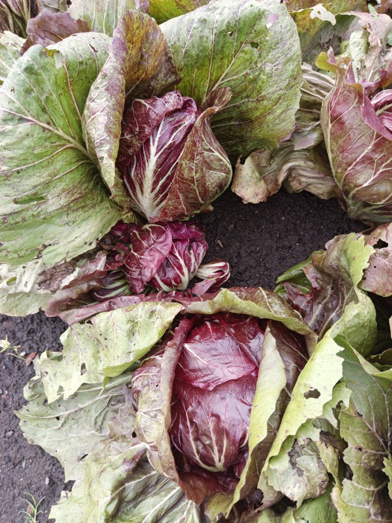 Хорошо переносит жару.jpg