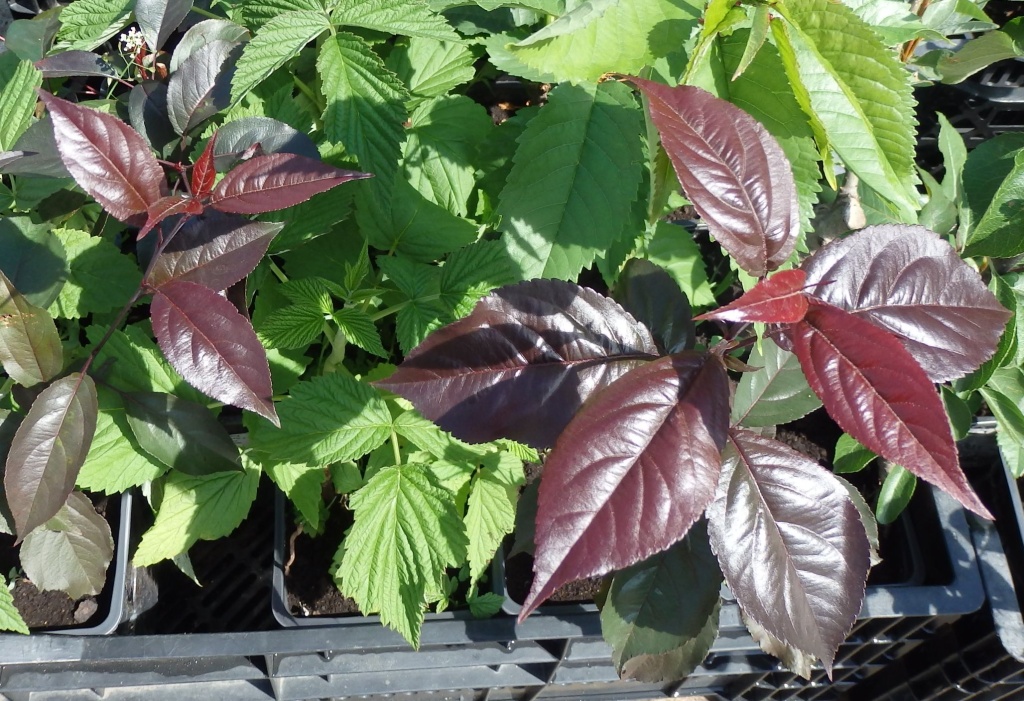 Яблоня декоративная Роялти.JPG