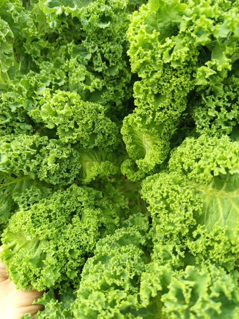 IMG_20250908_144846.jpg IMG_20250908_144846.jpg