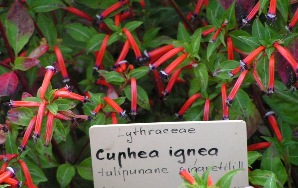 Куфея огненно-красная.JPG