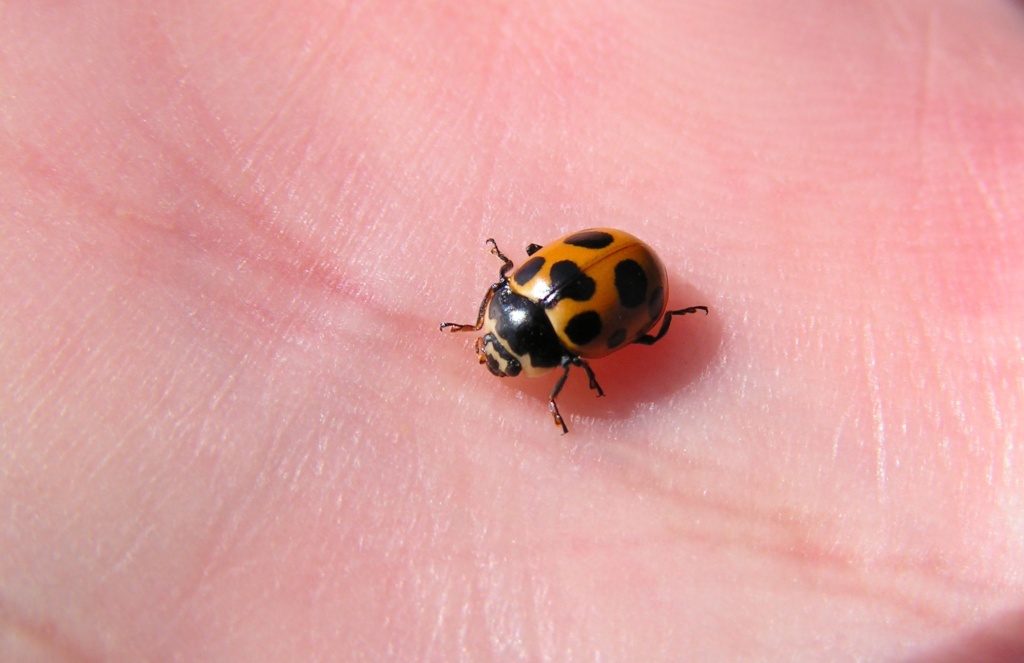 Божья коровка.JPG