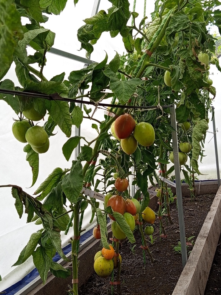 Опоры не выдерживают веса плодов.jpg