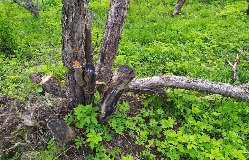 Сныть на заброшенном участке.jpg