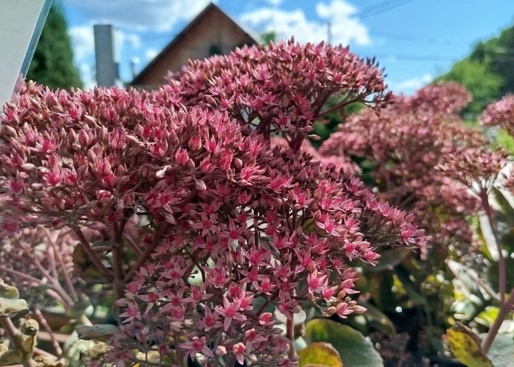 Очиток обыкновенный Тандерхед.jpg