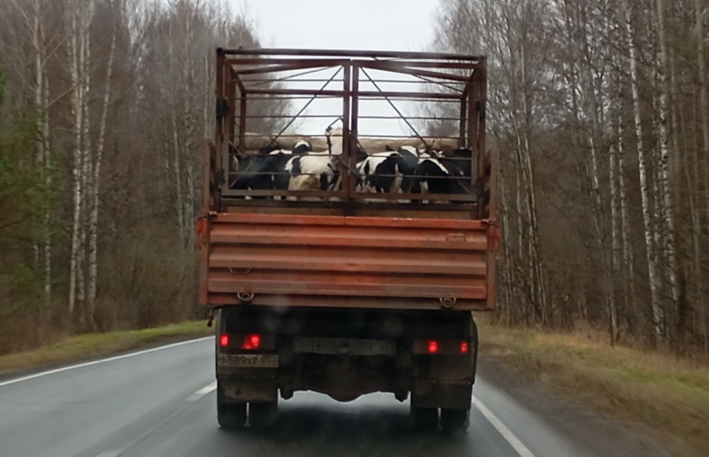 перевозка животных.jpg