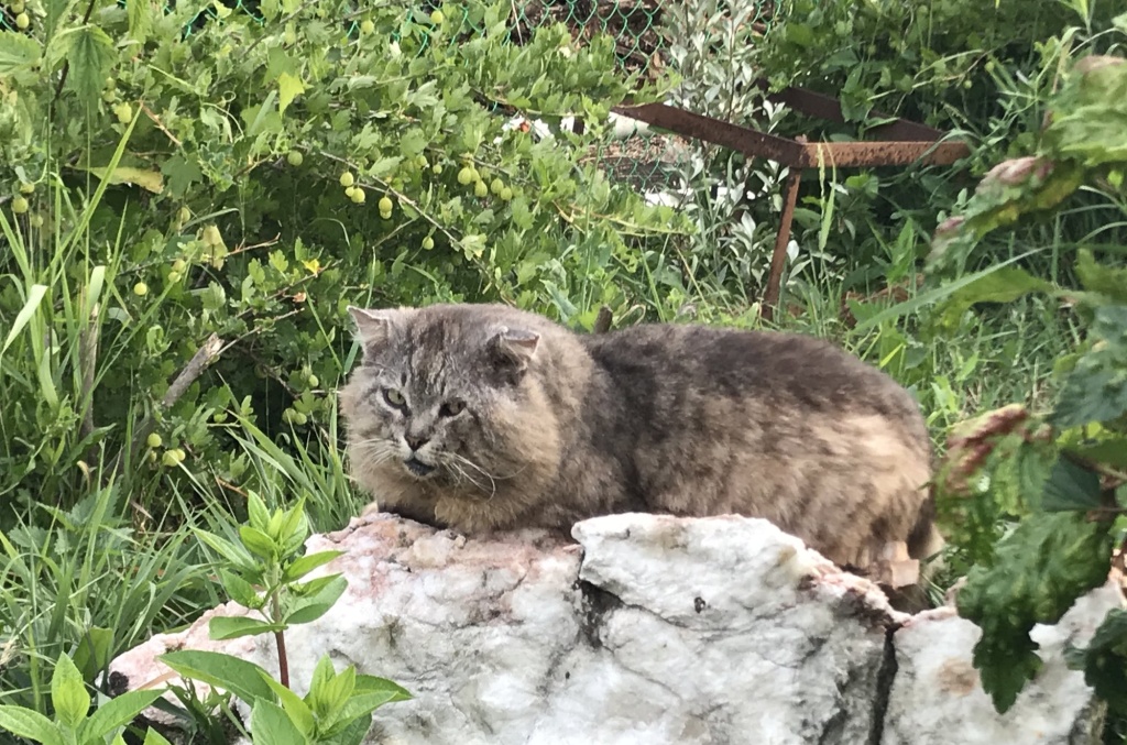 Кот на даче.JPG