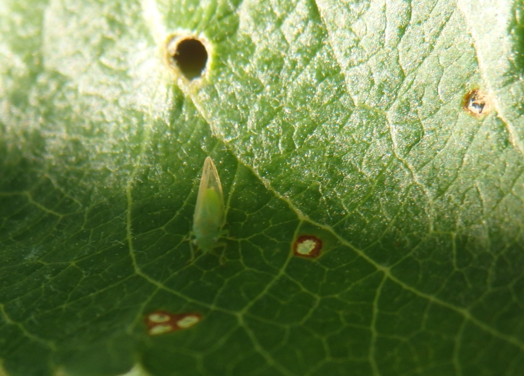 Медяница на яблоне.JPG