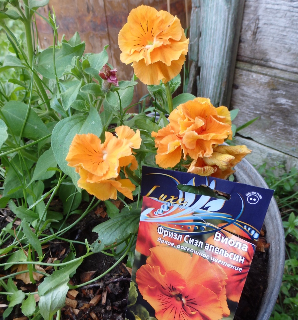 Виола Фризл Сизл Апельсин.JPG