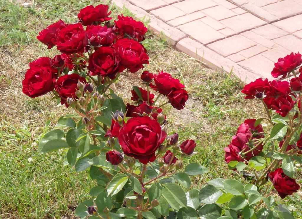 Правила подкормки роз весной и летом. Какими удобрениями подкормить розы перед цветением.
