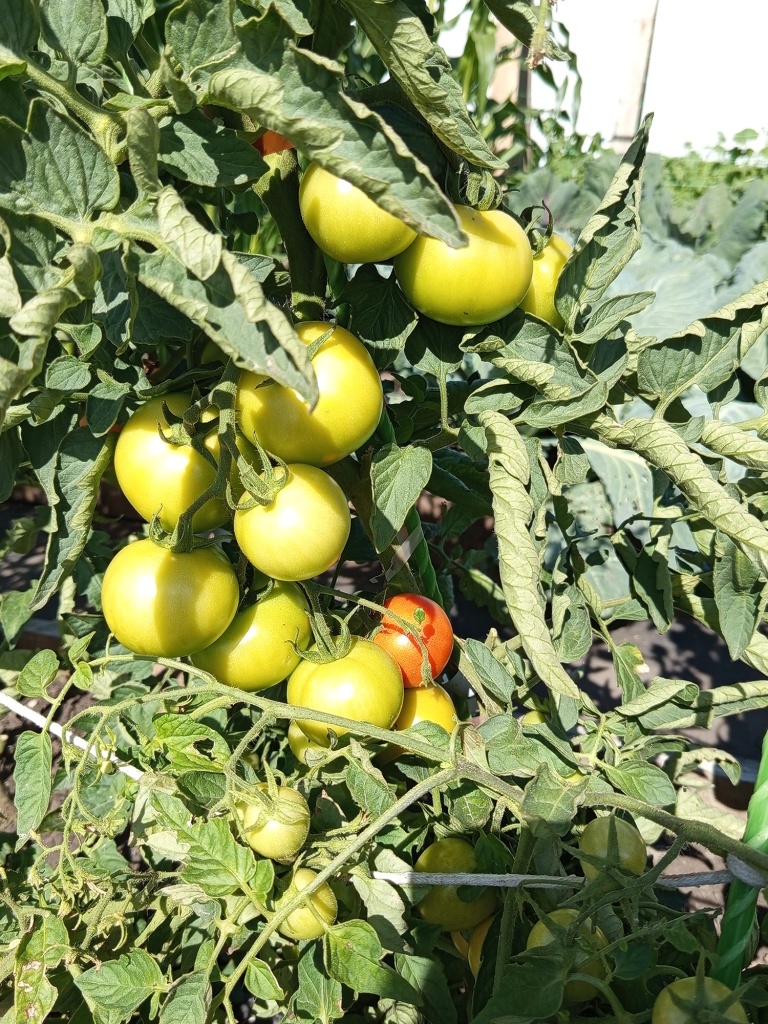 Первые помидоры созревают в середине июля.jpg