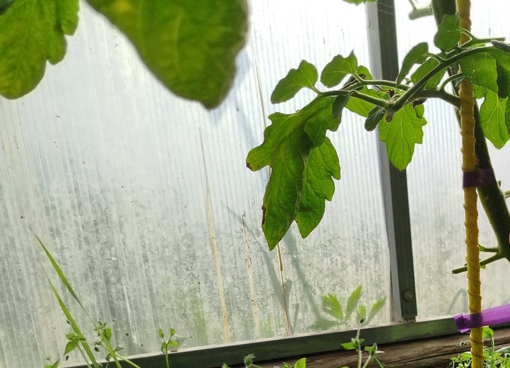 теплица позеленела.jpg