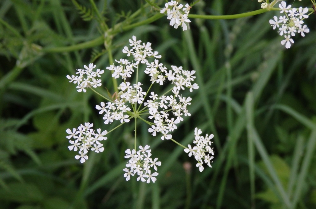 Купырь лесной.JPG