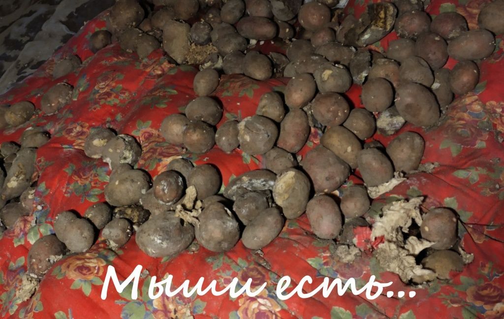 мыши есть.jpg