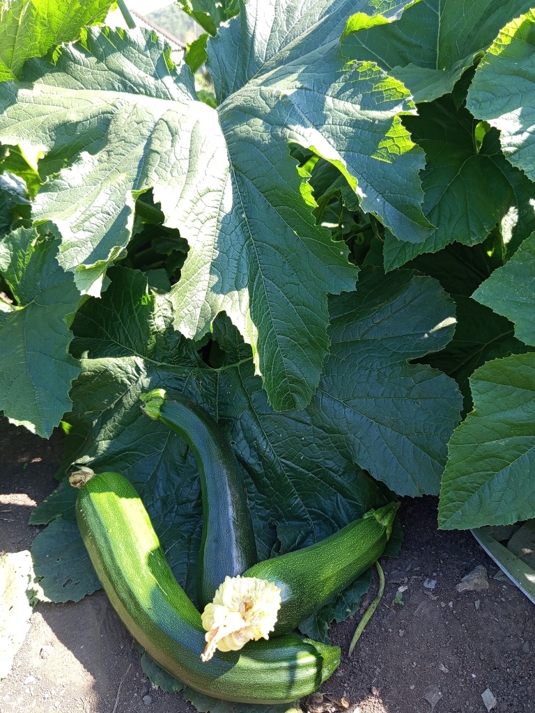 У Аэронавта красивые однотонные листья и удлиненные плоды.jpg У Аэронавта красивые однотонные листья и удлиненные плоды.jpg