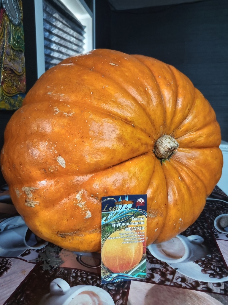 IMG_20250926_093214.jpg IMG_20250926_093214.jpg