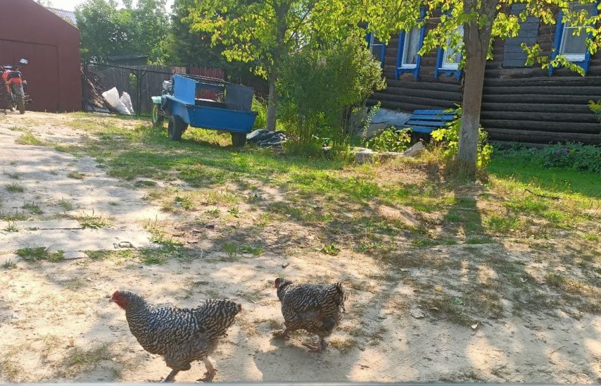 куры Плимутрок полосатый.jpg