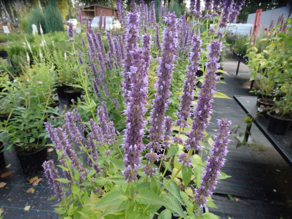 Лофант гибридный Blue Fortune.JPG