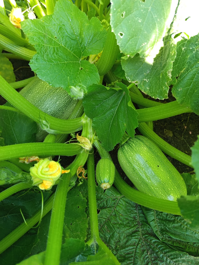 Крупные плоды не препятствуют дальнейшему цветению.jpg Крупные плоды не препятствуют дальнейшему цветению.jpg