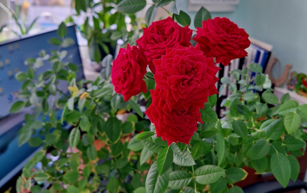 Розы мини1.jpg