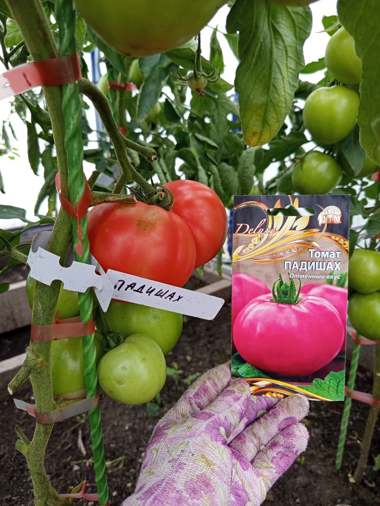 В каждой кисти есть огромный помидор.jpg В каждой кисти есть огромный помидор.jpg