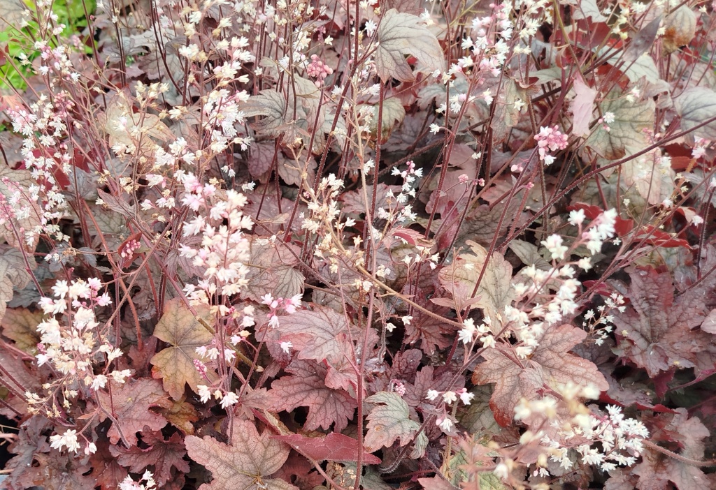 Гейхерелла Инфинити.jpg