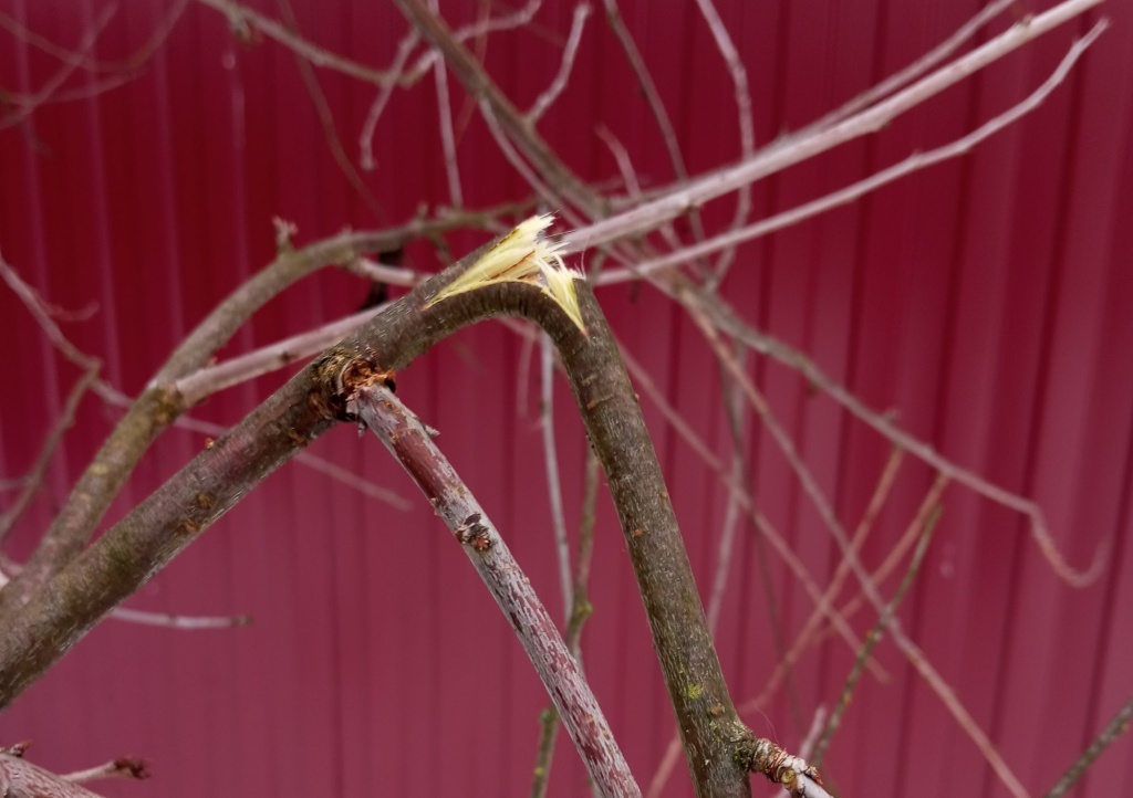 сломаная ветка 1.jpg