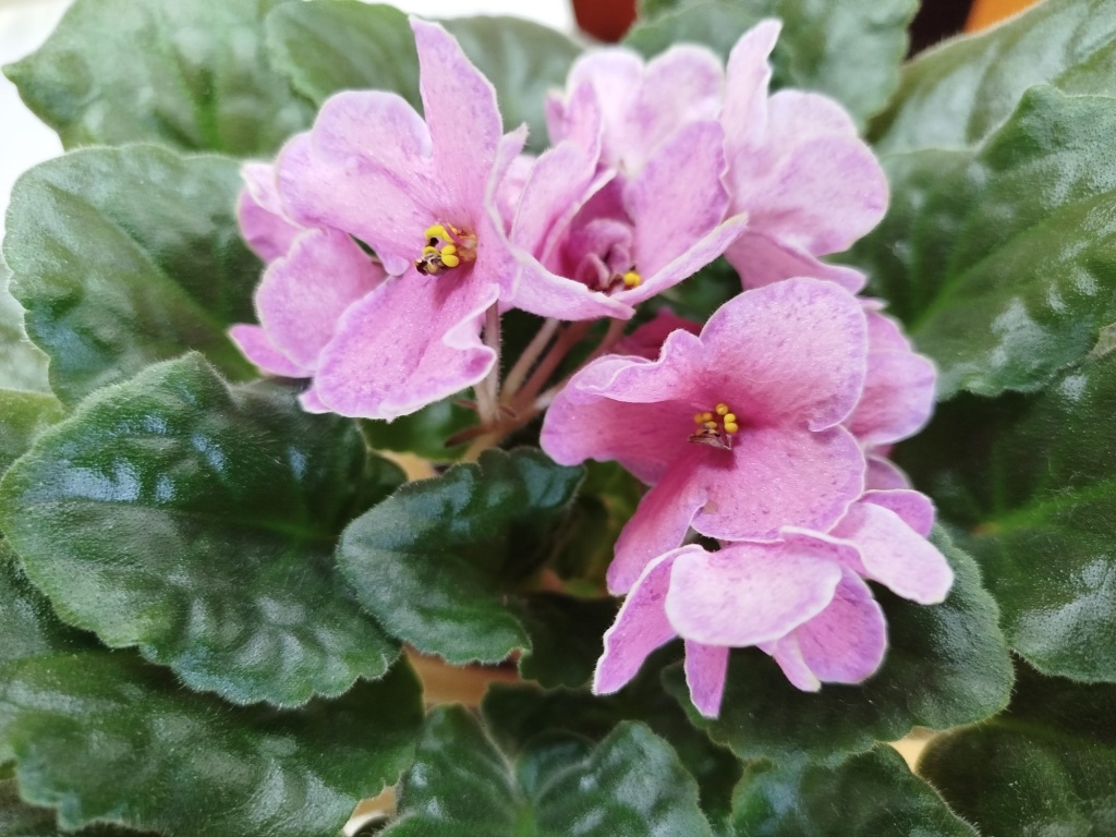 Сенполия 1.jpg