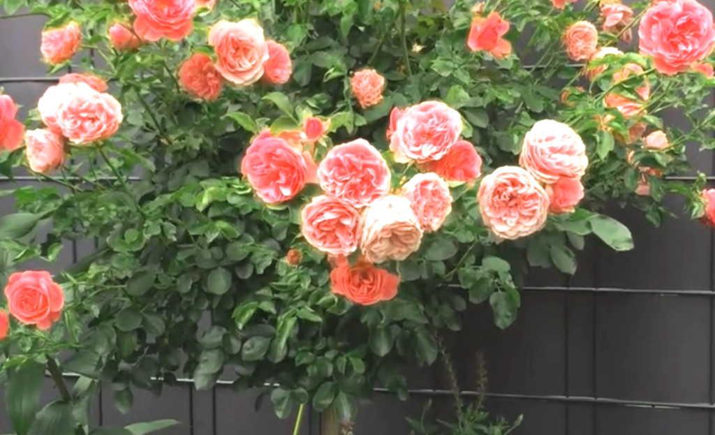 штамбовая роза.png