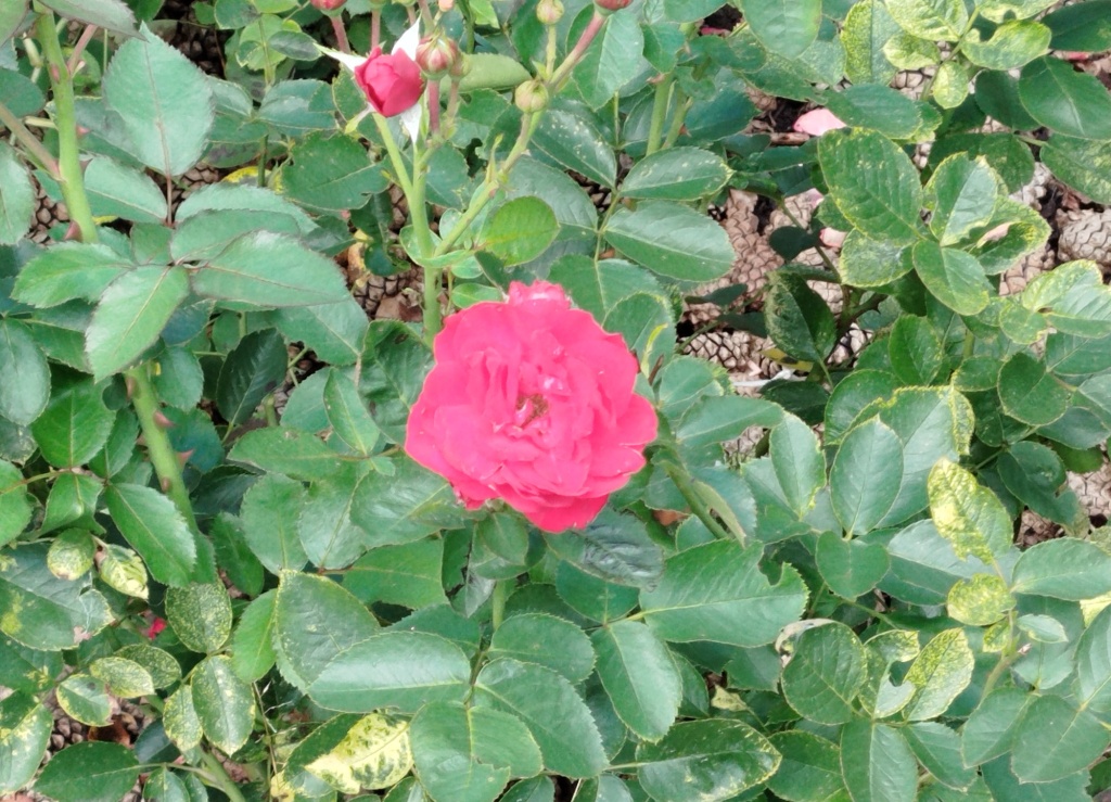 Роза Остина Crown Princess Margareta.jpg