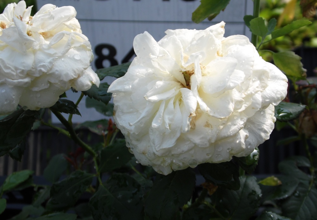 Роза английская (Остина) Чарити.JPG