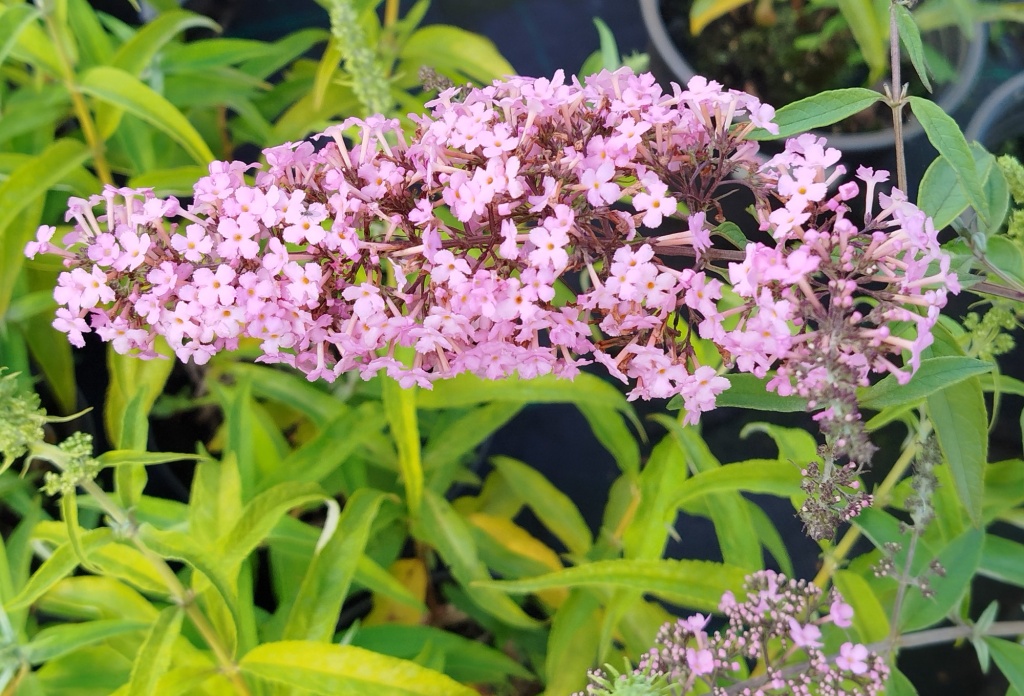 Буддлея Давида Пинк Каскад.jpg