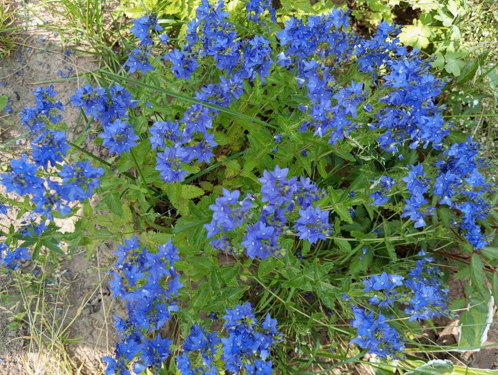 Вероника австрийская Knallblau.jpg
