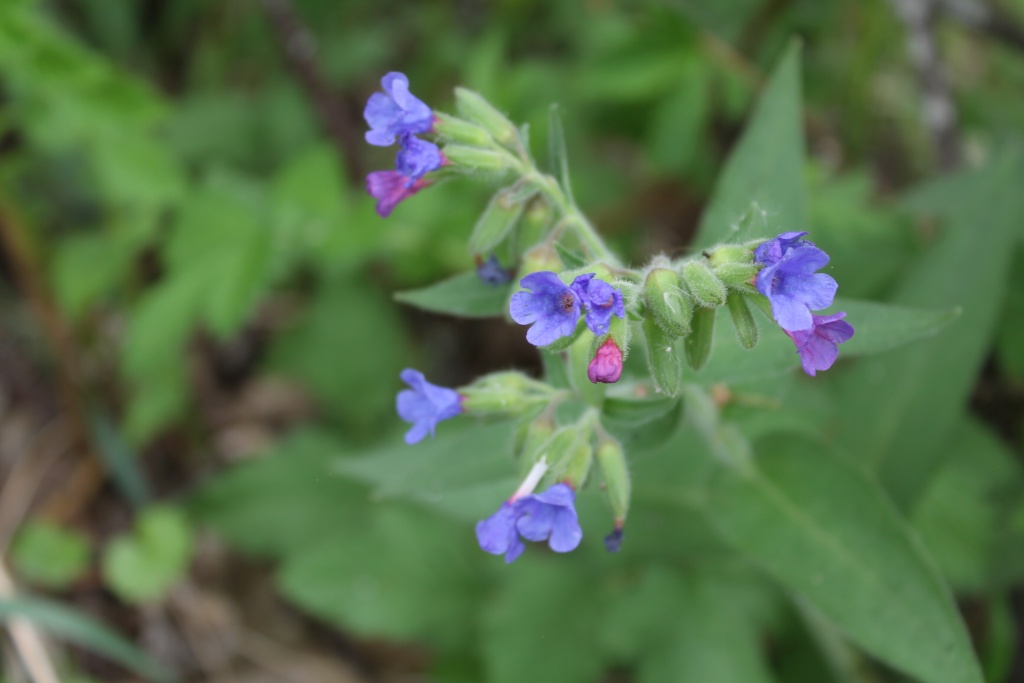 медуница 6ццц.JPG